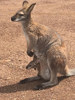 Sprachaufenthalt Australien - Kangaroo Blue Mountains