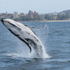 Sprachaufenthalt Australien - Nachmittags Ausflug zum Wale Watching