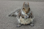 Sprachaufenthalt England - Ein Eichhörnchen im Regent Park posiert für ein Foto, nachdem er eine Nuss bekommen hatte