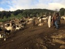 Sprachaufenthalt Frankreich - Exkursion zu hiesigen Bauern