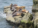 Sprachaufenthalt USA - La Jolla Cove, Seals and Sea lions