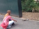 Sprachaufenthalt England - Im Park hatte es jede Menge Eichhörnchen!