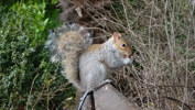 Sprachaufenthalt England - Eichhörnchen im Bournemouth Garden