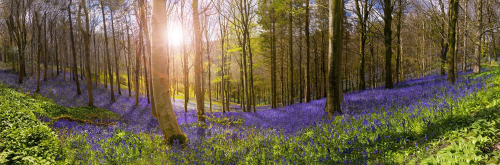 Sunlight illuminates peaceful bluebell woods Dorset