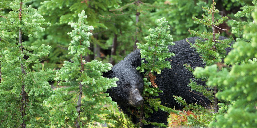 Schwarzbär in den Wäldern von Whistler, British Columbia, nördlich von Vancouver