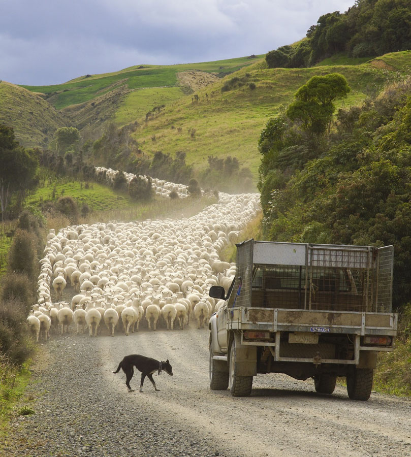 Die Schafzucht ist in Neuseeland immer noch weit verbreitet