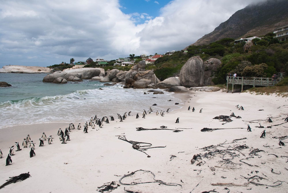 Afrikanische Pinguine an der Küste von Südafrika