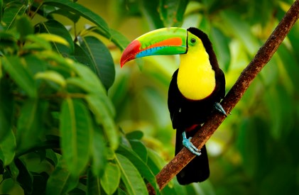 Die farbenprächtige Tierwelt im Urwald macht Costa Rica einzigartig