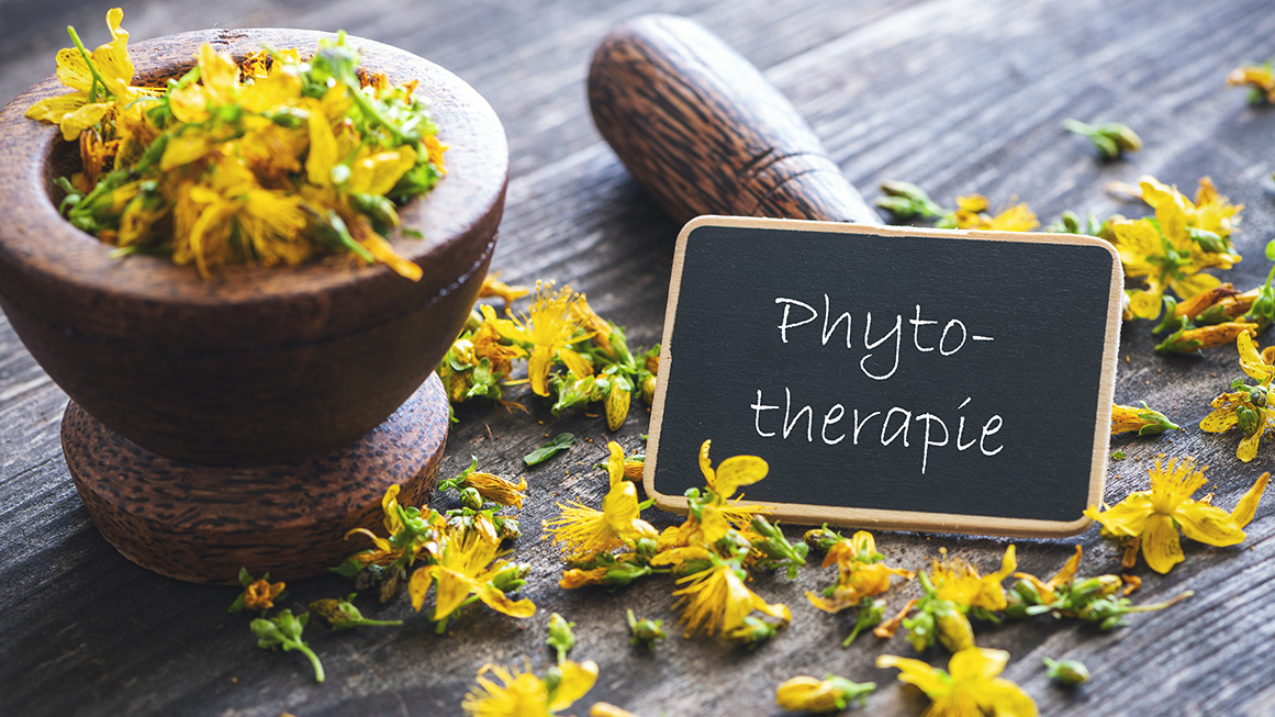 Sandro learns about many plants in the herbal medicine / phytotherapy training course